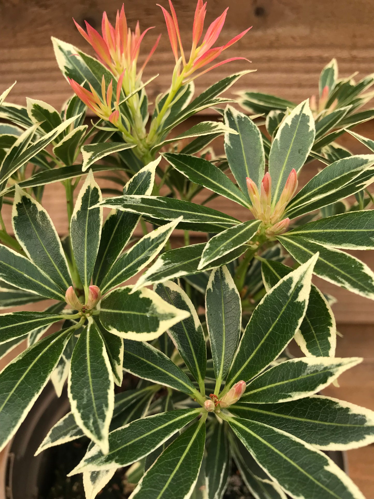 Pieris Flaming Silver