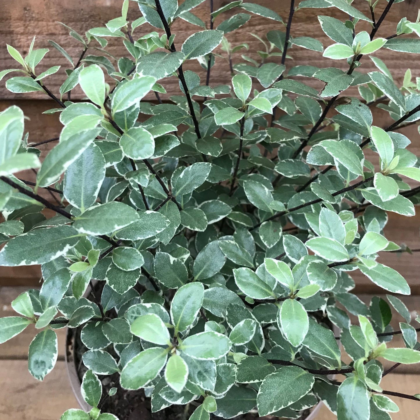 Pittosporum Silver Ball