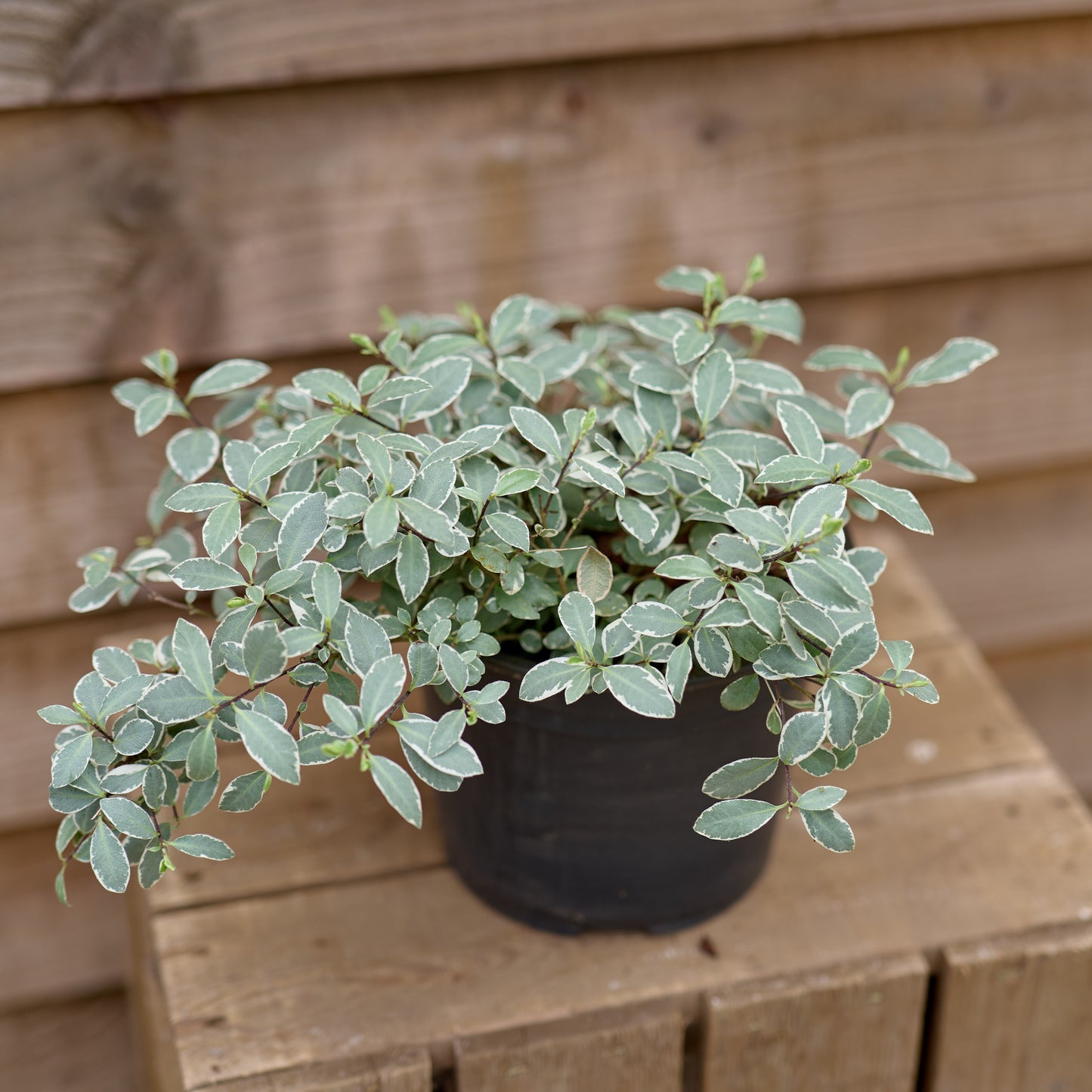 Pittosporum Silver Ball