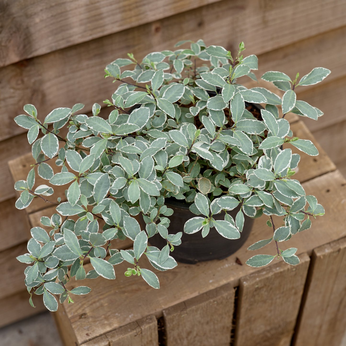 Pittosporum Silver Ball