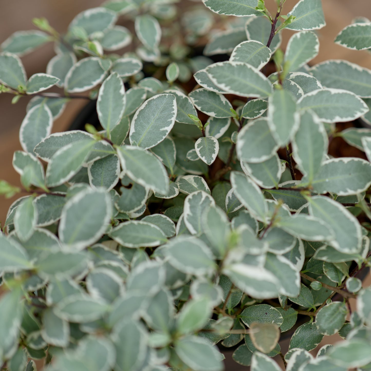 Pittosporum Silver Ball