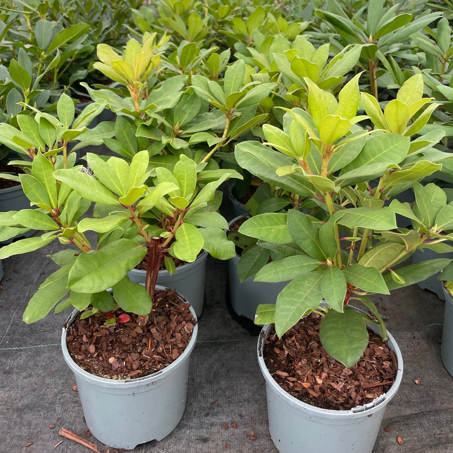 pots of Rhododendron Lord Roberts