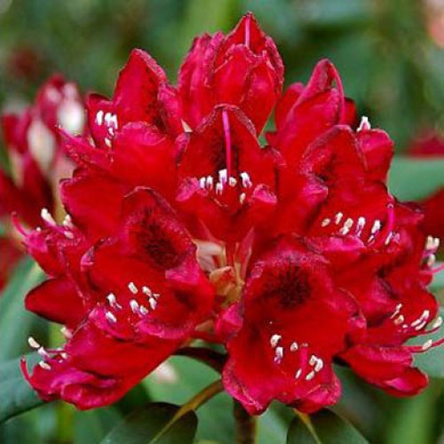 Red flowers on Rhododendron Lord Roberts