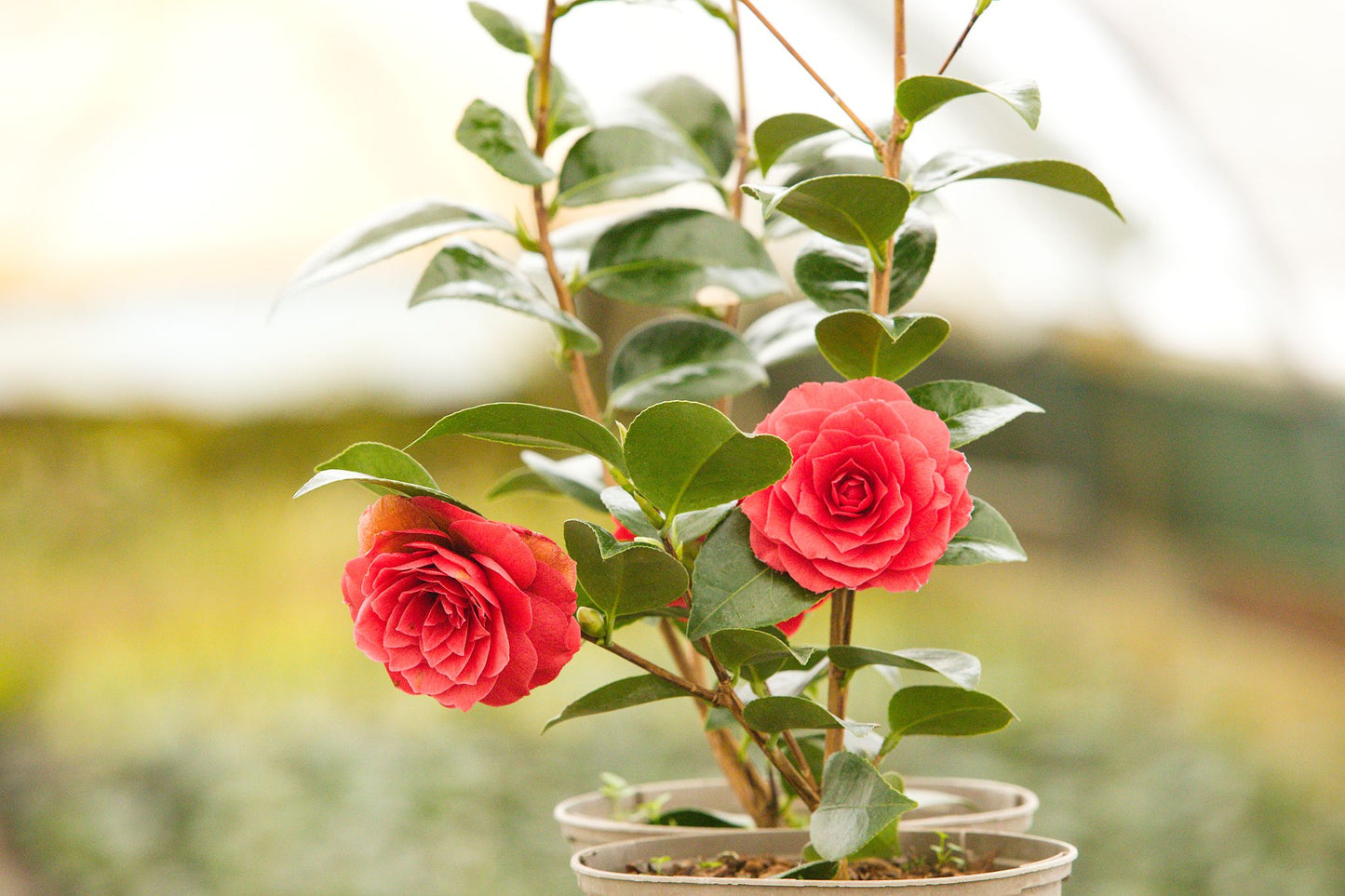 Potted Camellia Roger Hall Plants