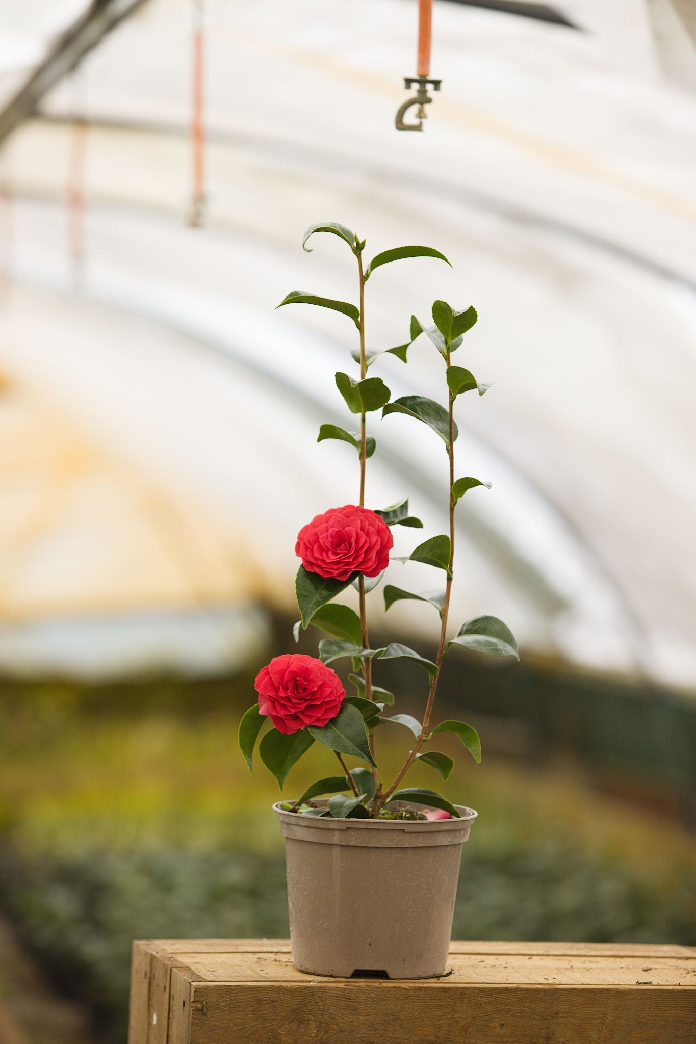 Potted Camellia Roger Hall Plant