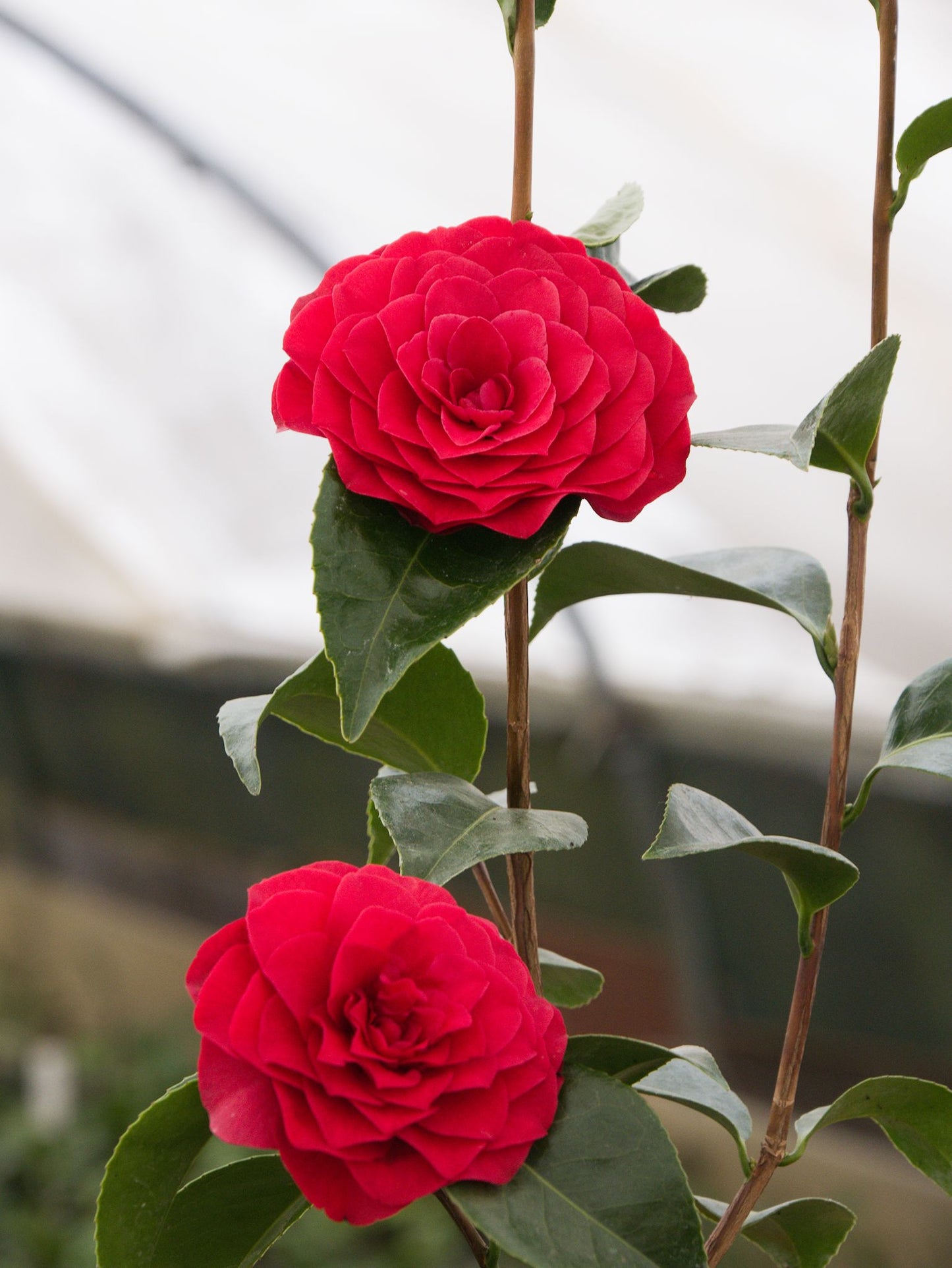 Flowers on Camellia Roger Hall