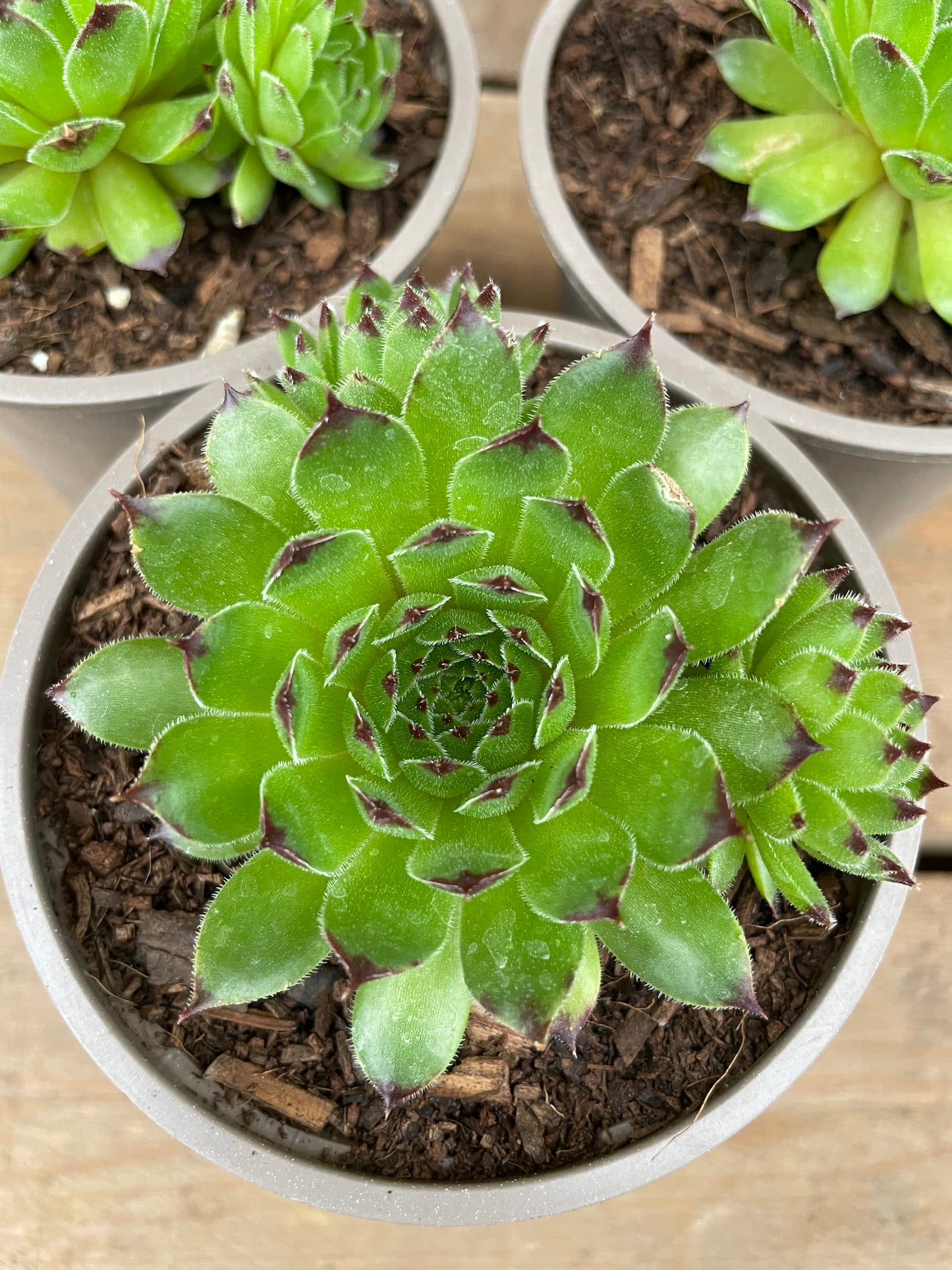 Pots of green succulents