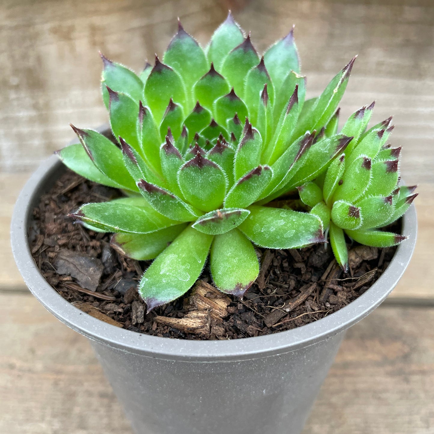 Potted Sempervivum Star Sirius Succulent