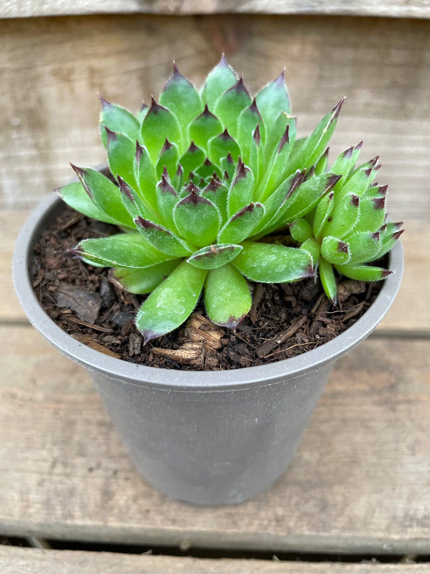 Sempervivum Star*TM Sirus plant