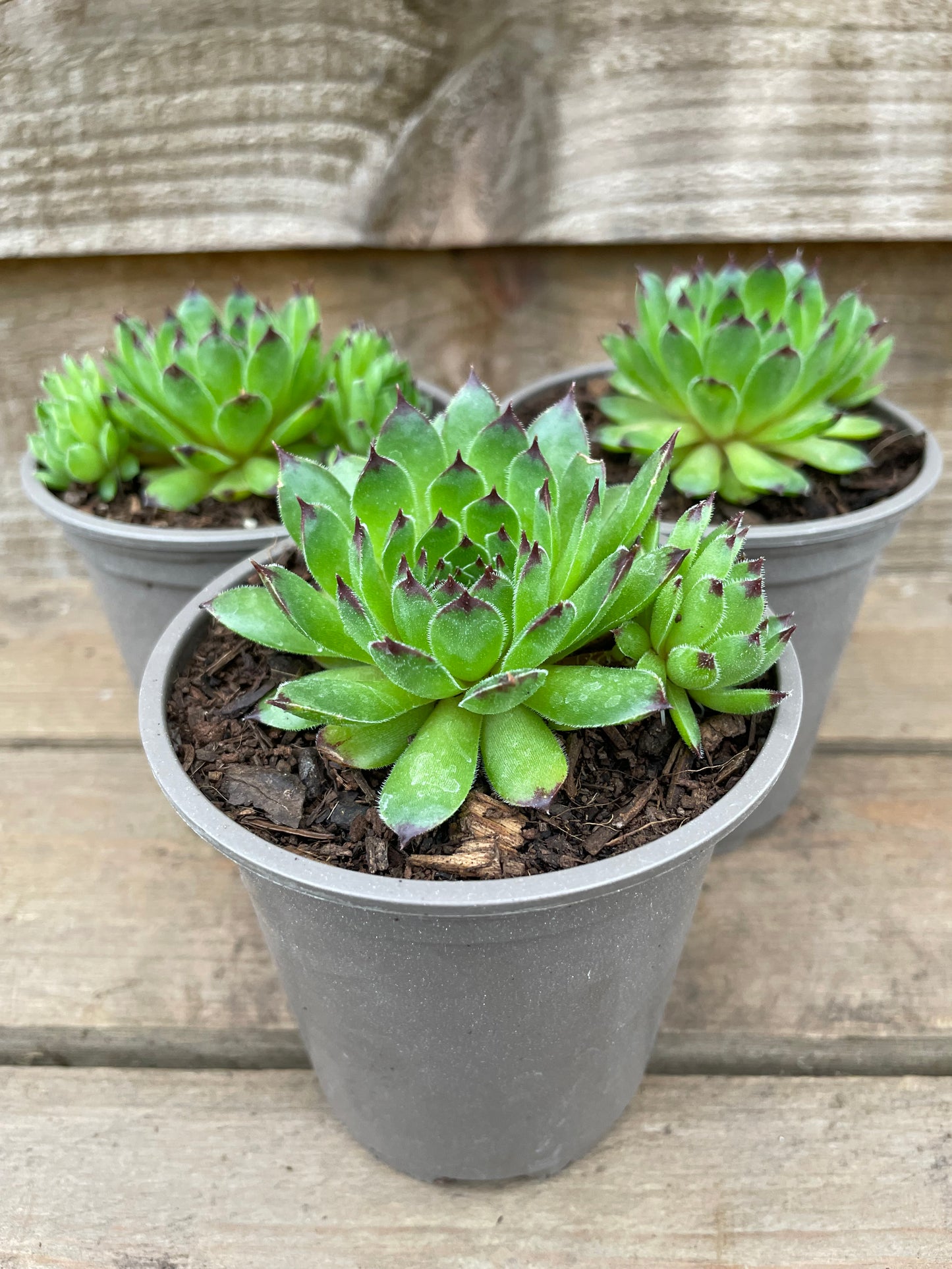 three pots of sempervivum star Sirius succulents