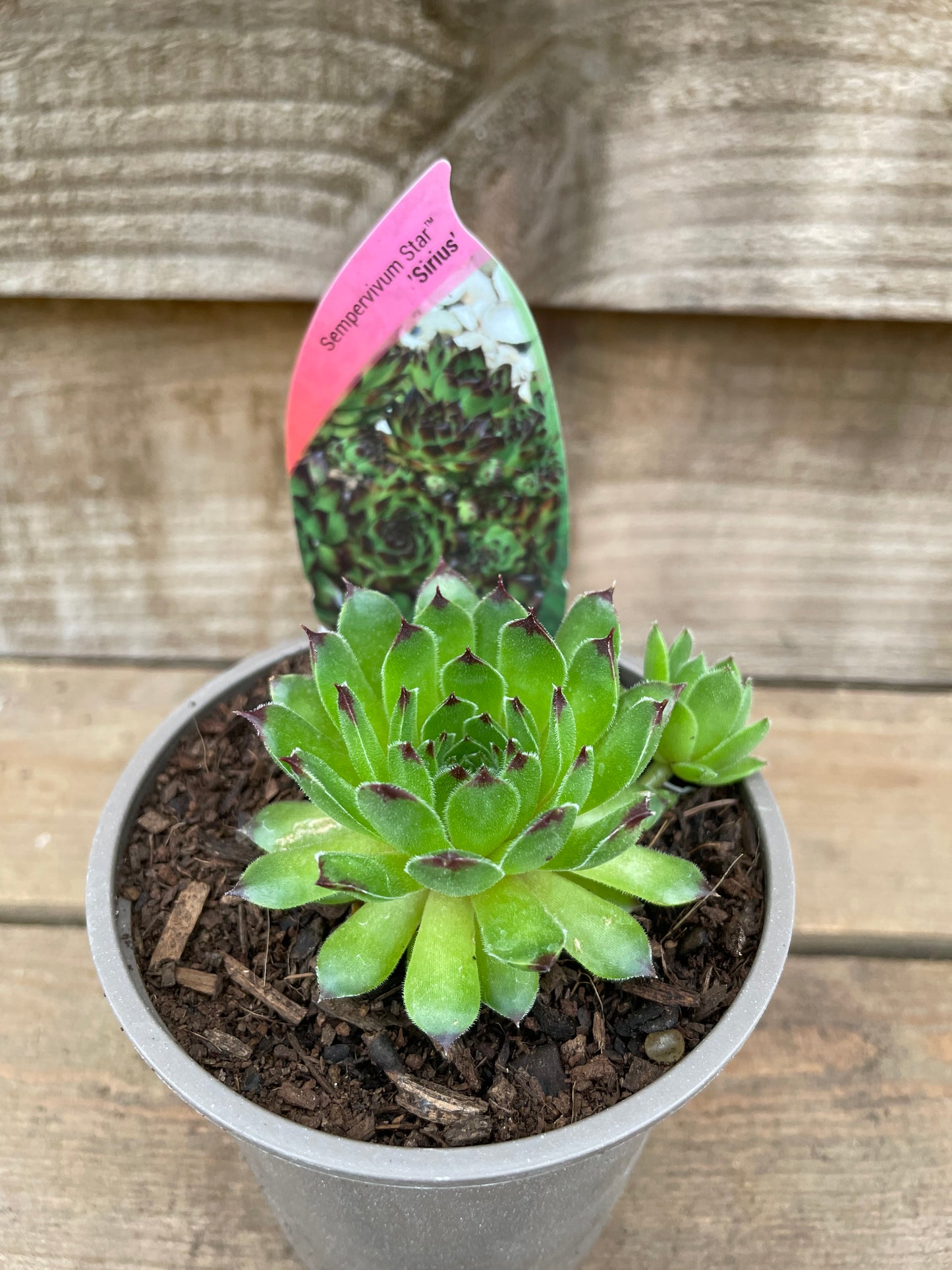Pot of Sempervivum Star Sirius Succulent