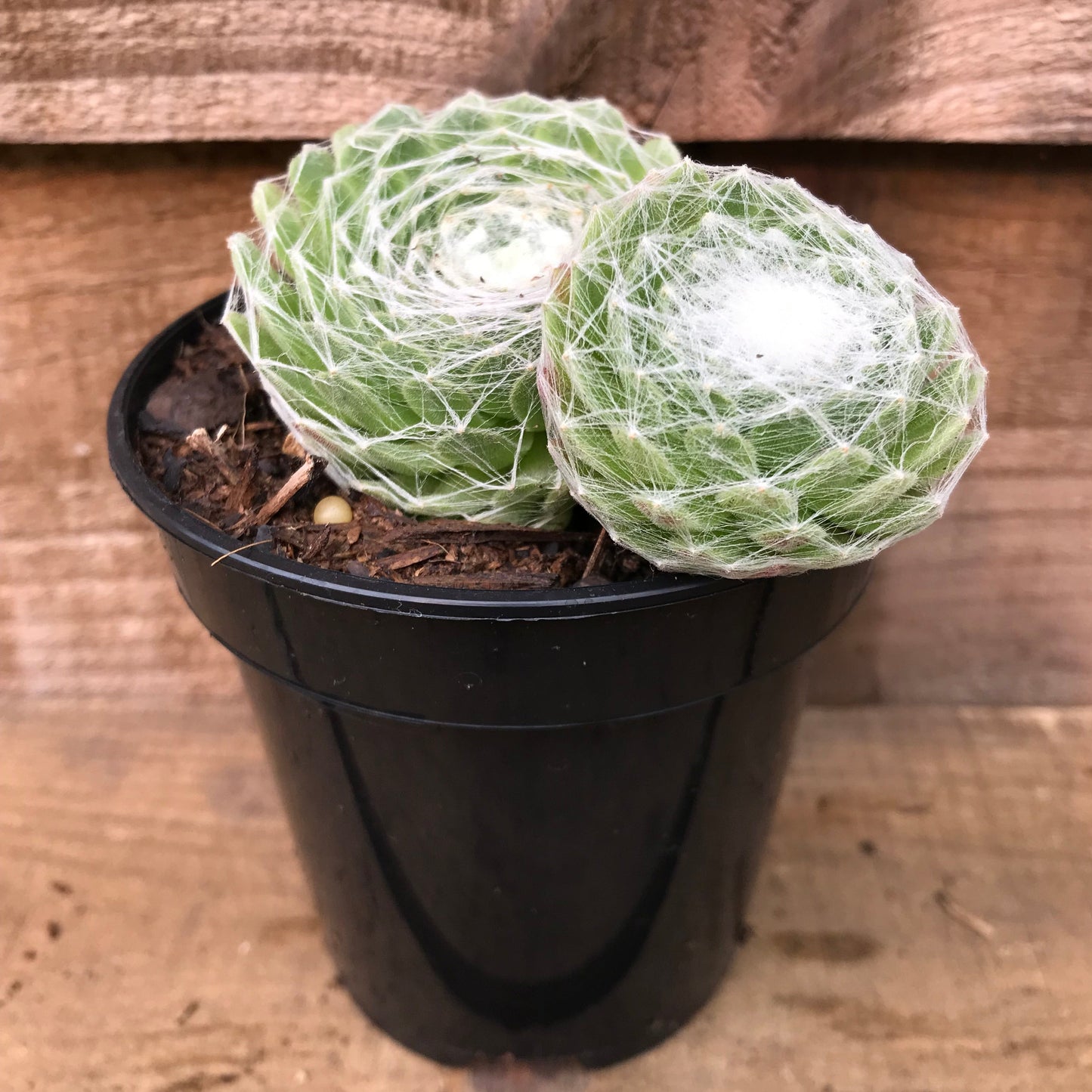 Sempervivum Arachnoideum Alpine