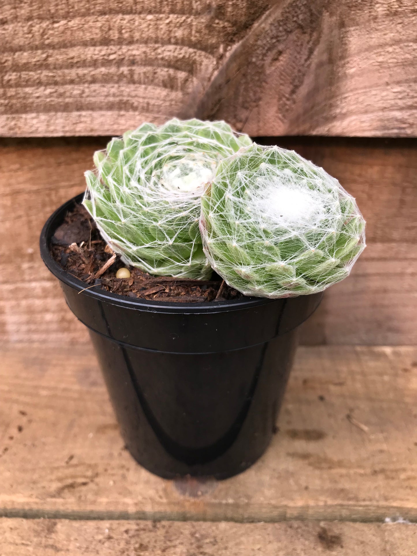 Sempervivum arachnoideum