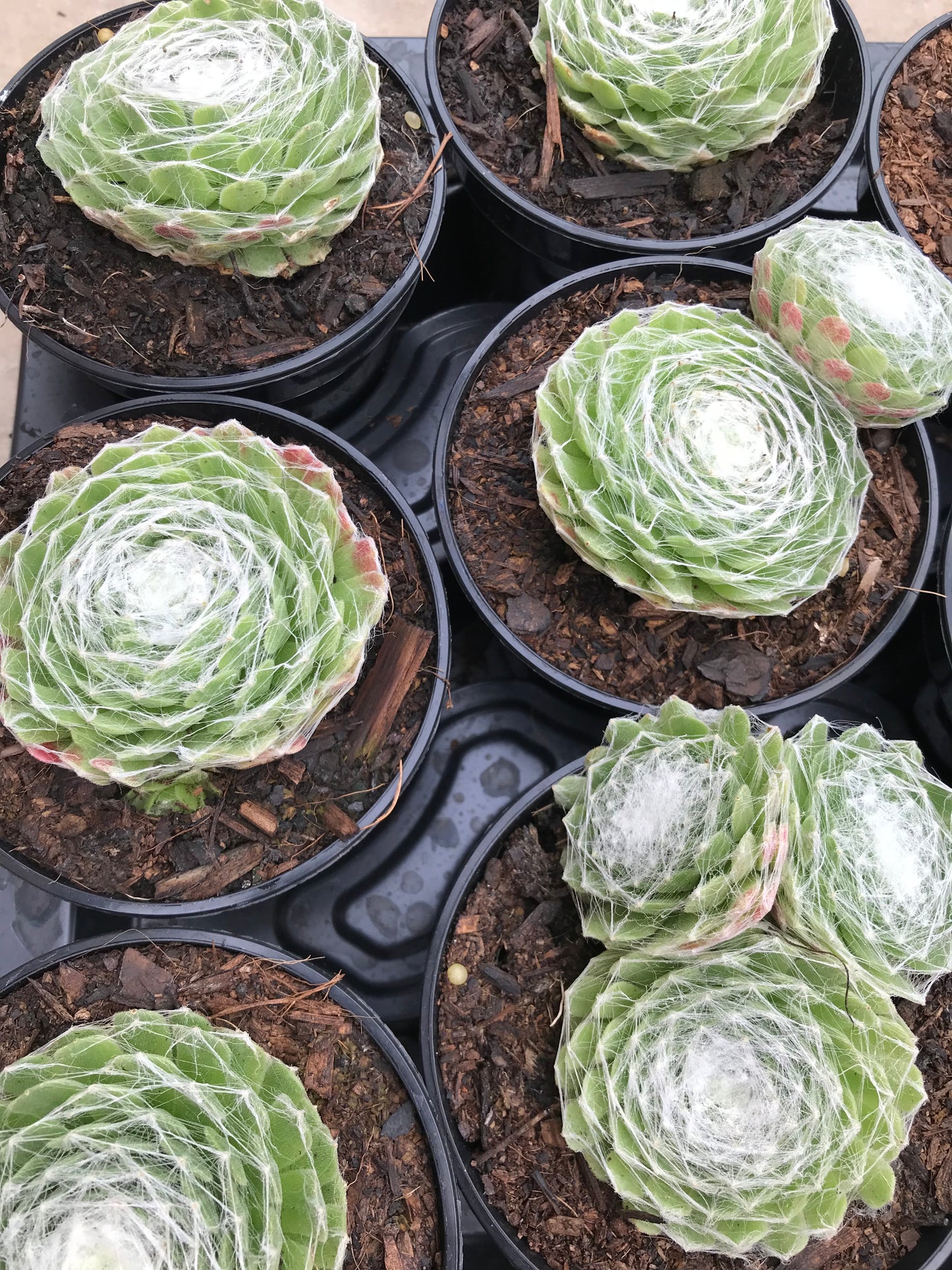 pots of sempervivum arachnoideum