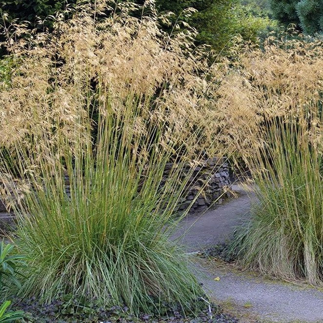 stipa gigantea with golden tops