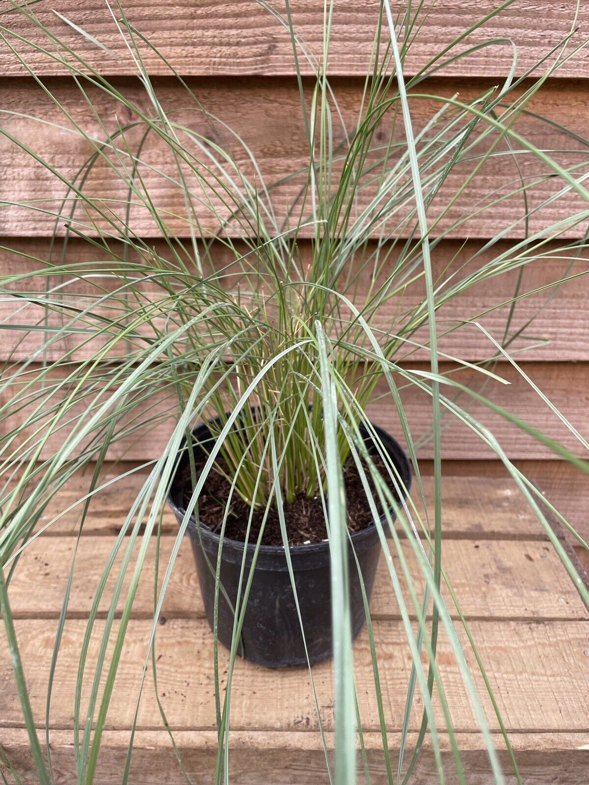stipa gigantea in pot