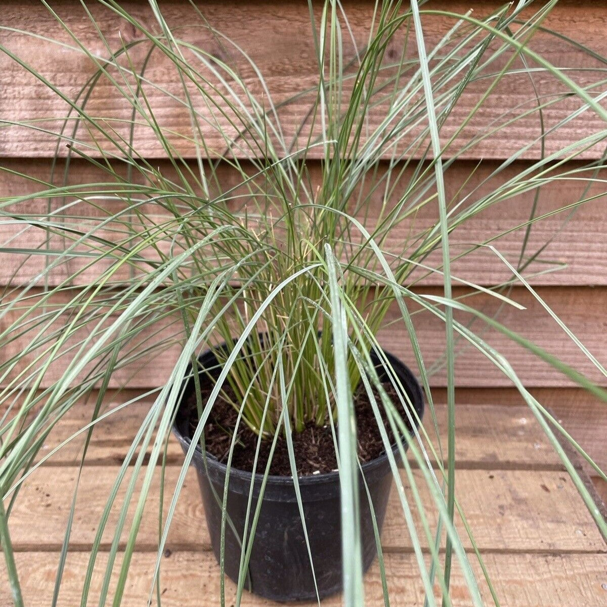 potted stipa gigantea