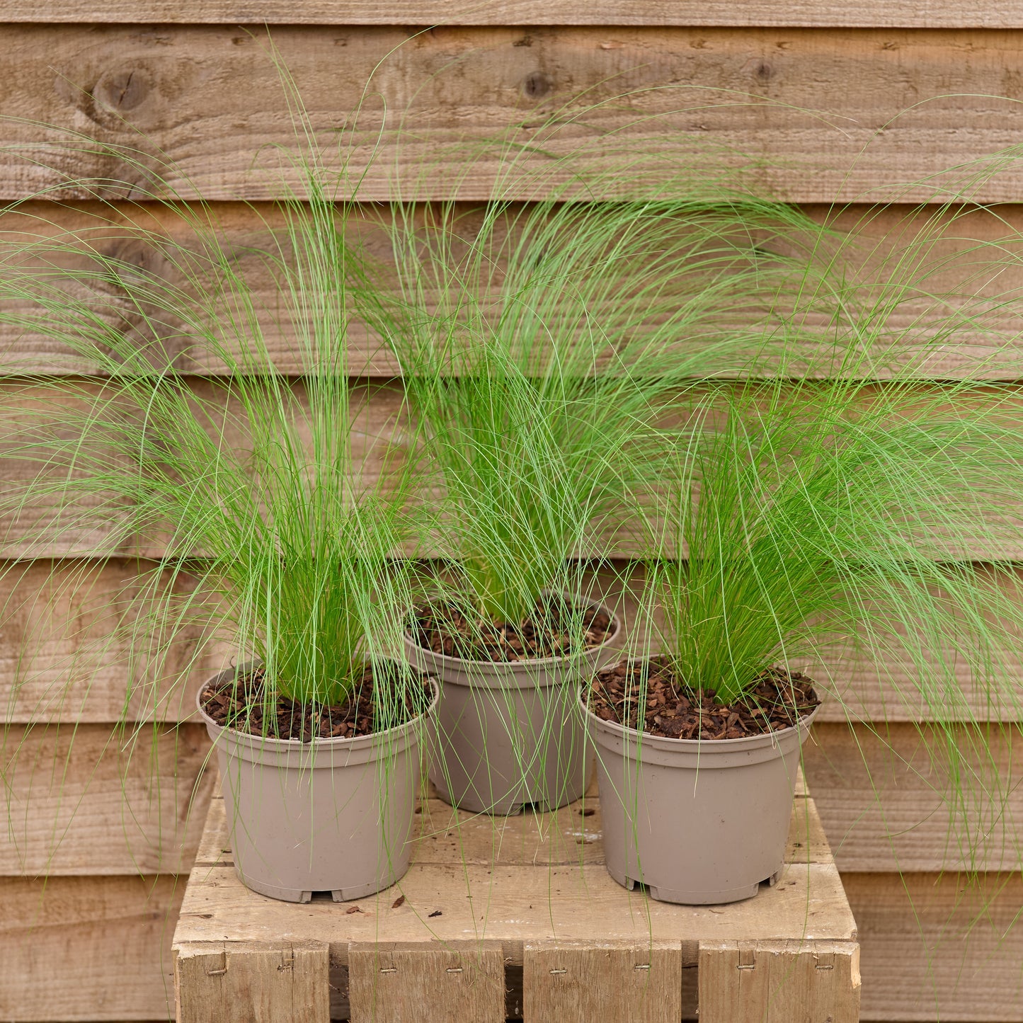 Potted Stipa Pony Tail Plants