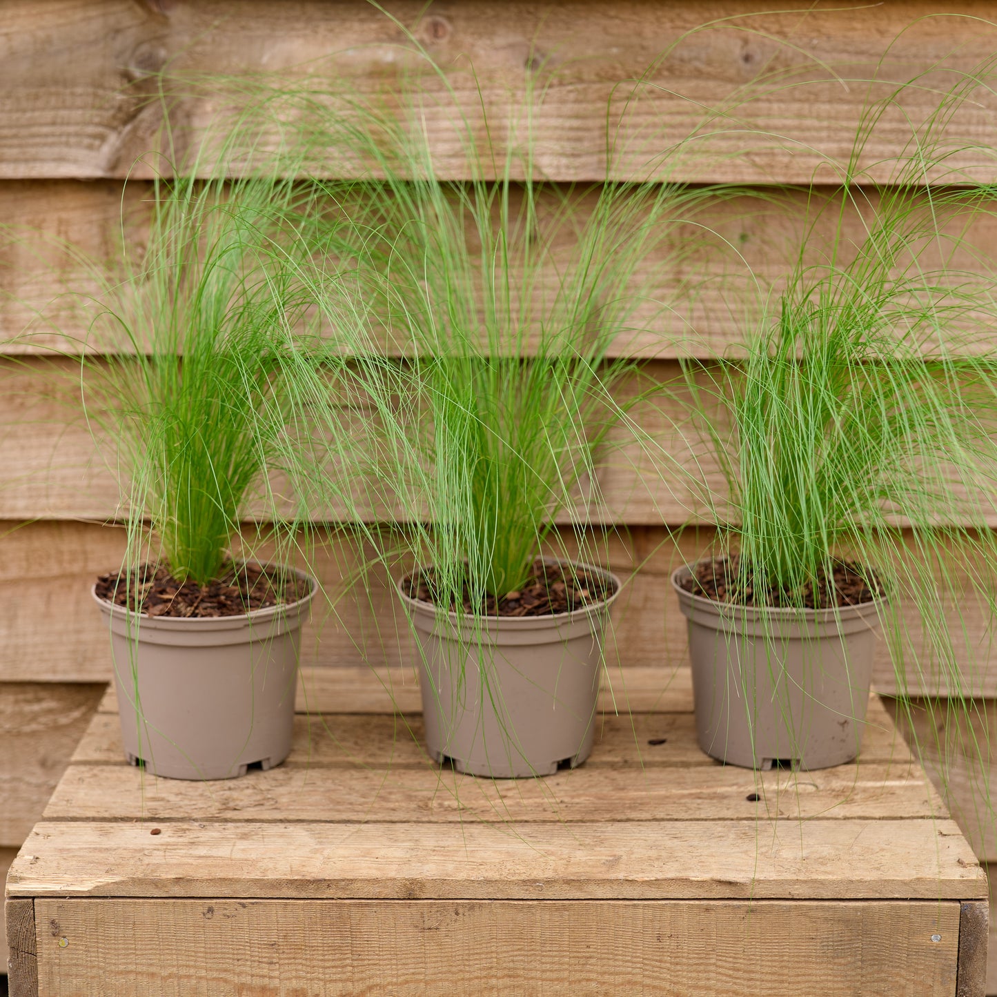 Three pots of Stipa Tennuissim Pony Tails