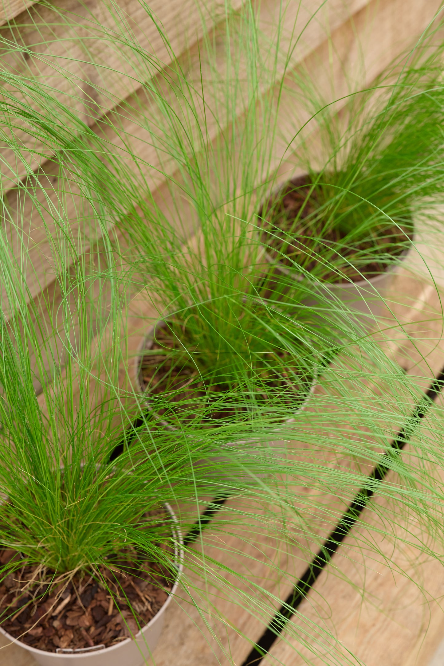 Pots with Stipa Tennuissim Pony Tails
