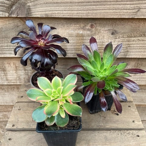 Aeonium Succulents Collection