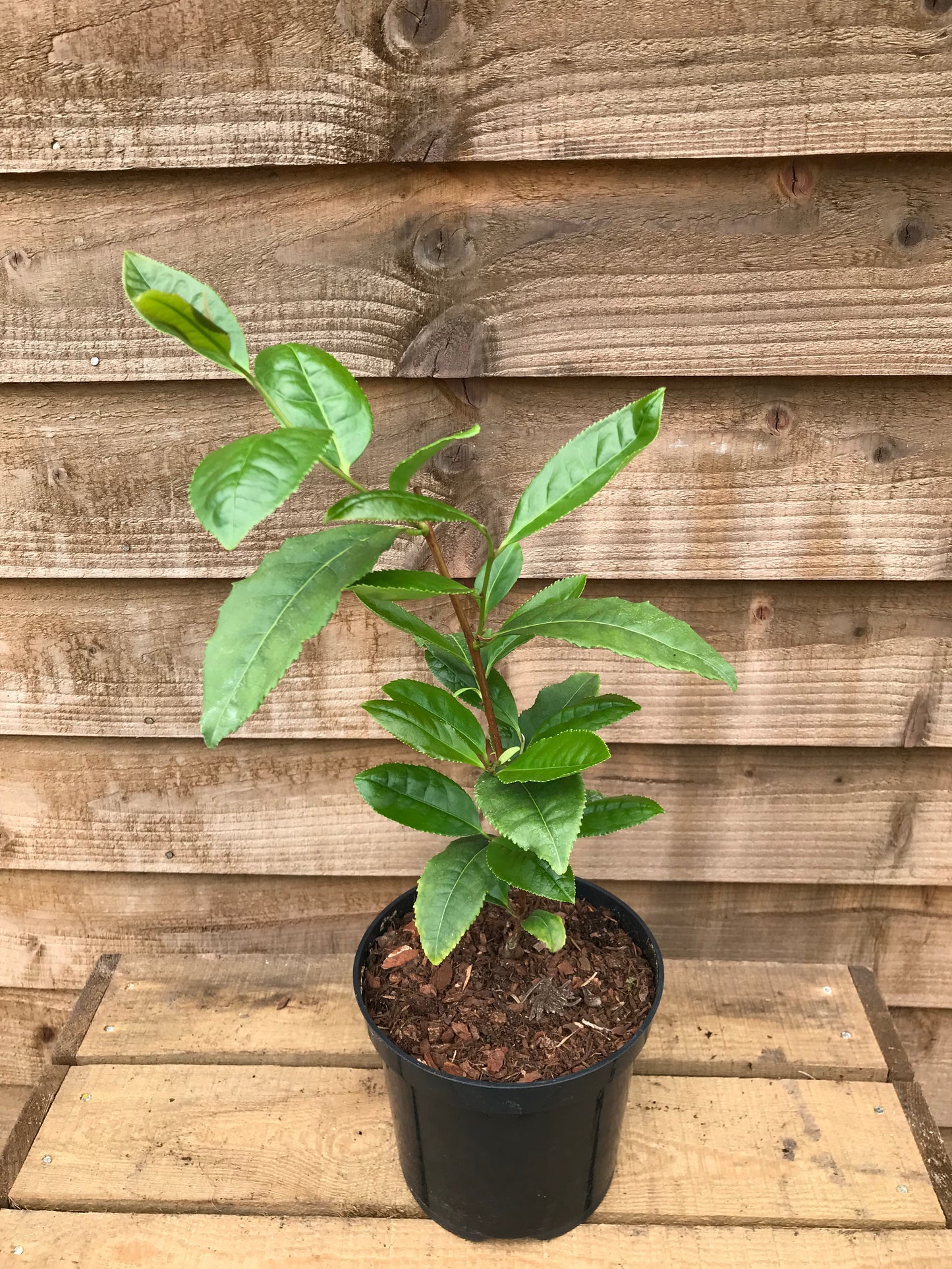 potted tea camellia