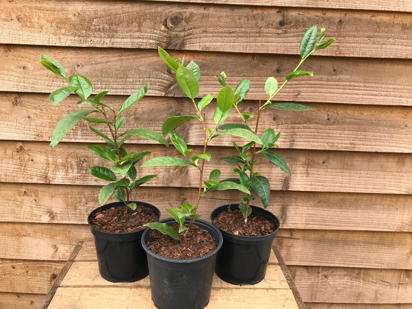 three tea camellia plants