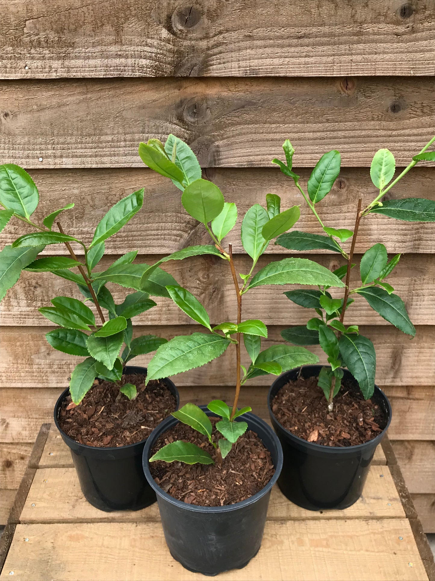 three potted tea plants