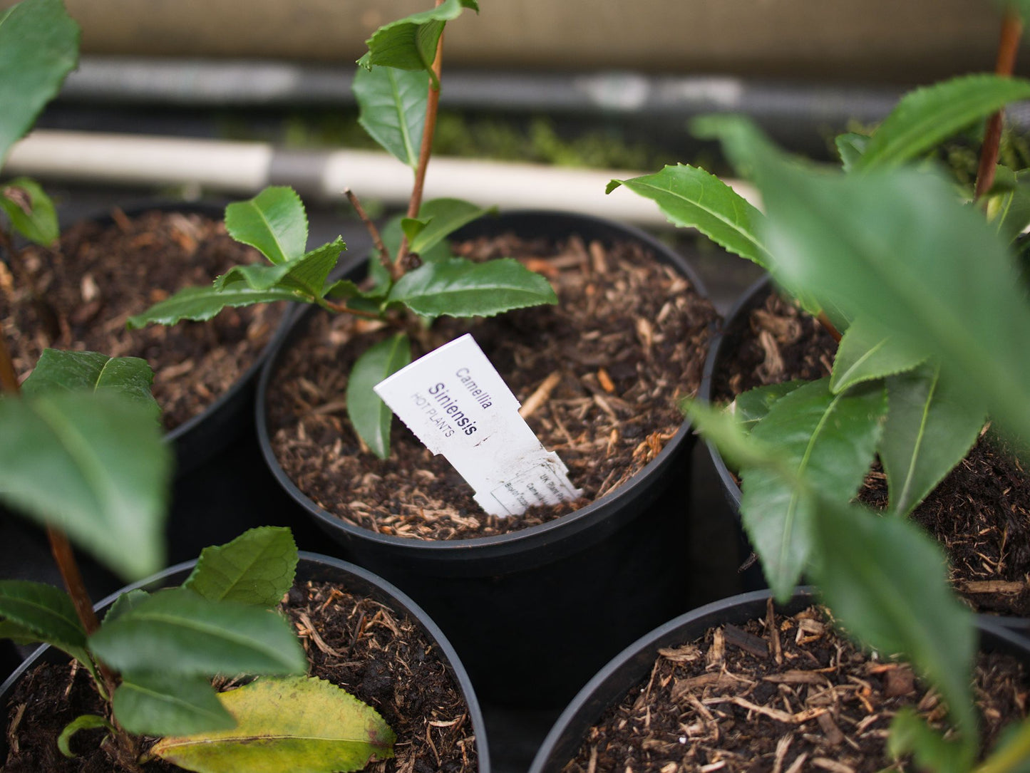 labelled potted tea camellia