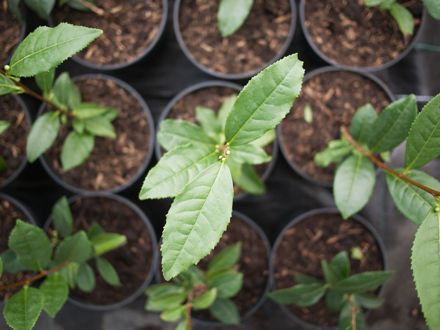 overhead shot of tea plants