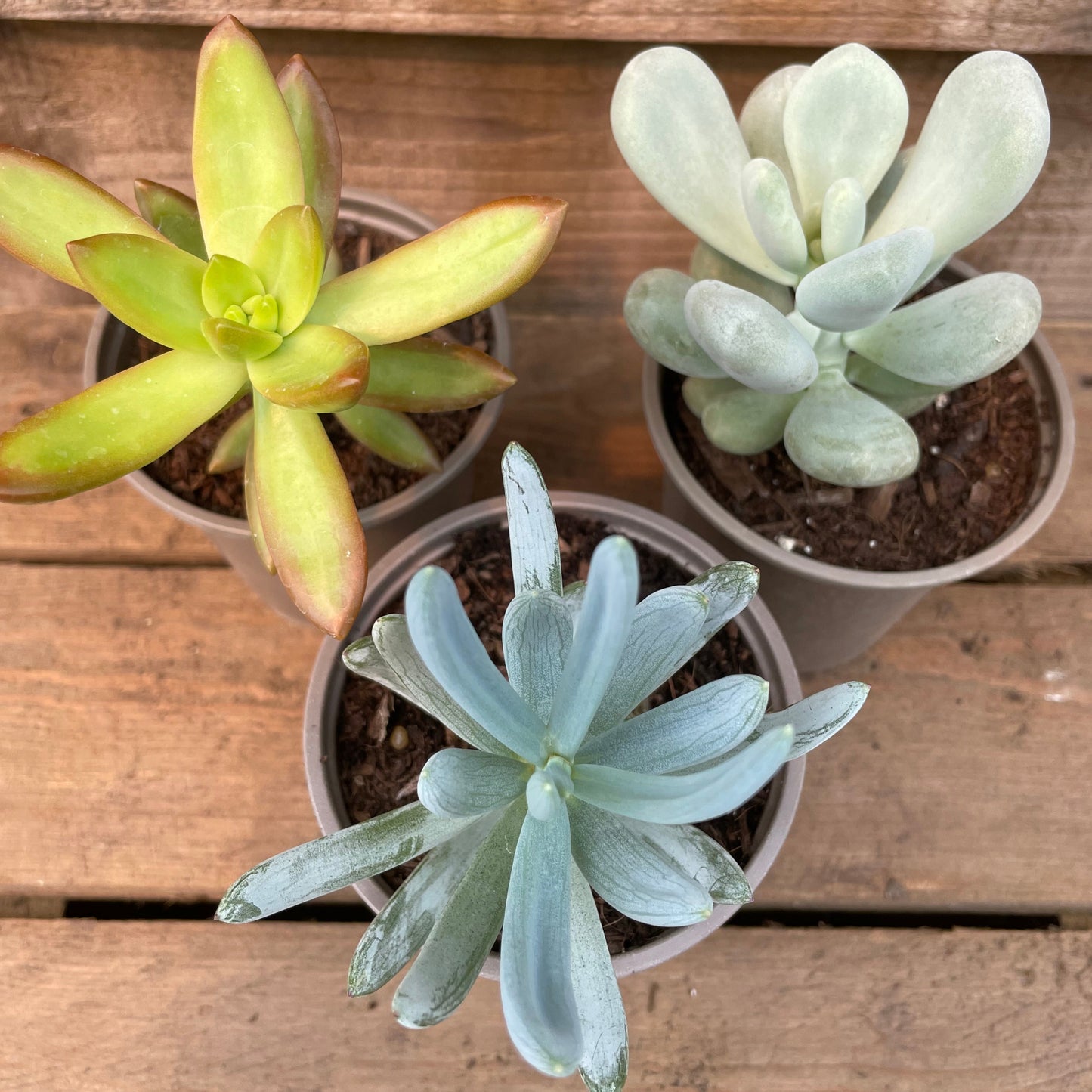 three unusual succulents for sale