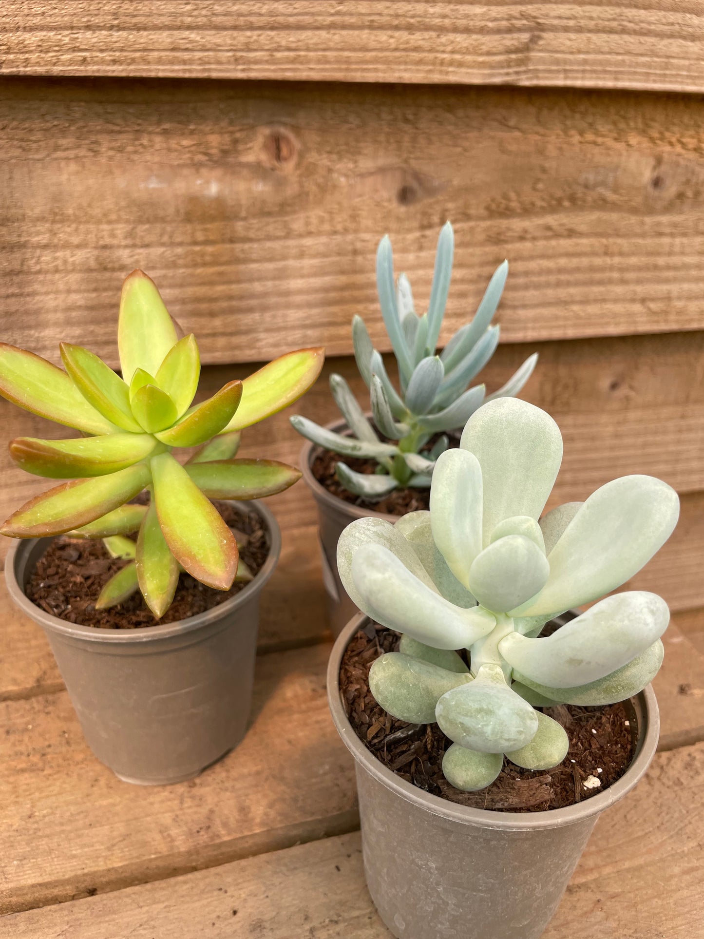 three unusual potted succulents for sale