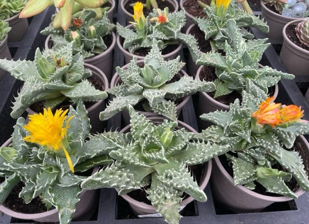 Tray of Faucaria Tuberculosa Plants
