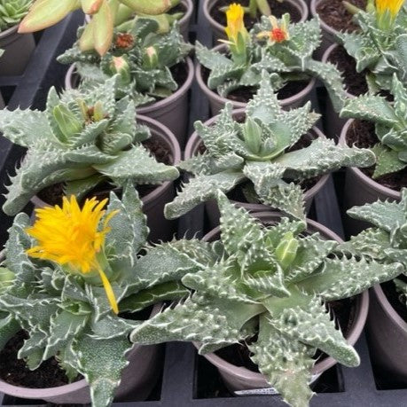 Potted Faucaria Tuberculosa Plants