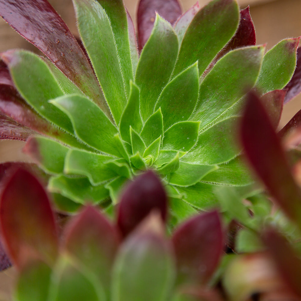 Aeonium Black Magic Hybrid Succulent