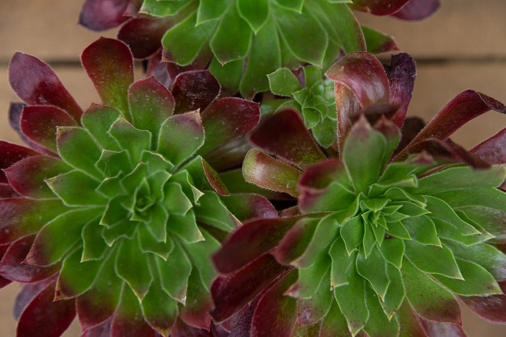 Heads of Aeonium Black Magic Hybrid Succulent