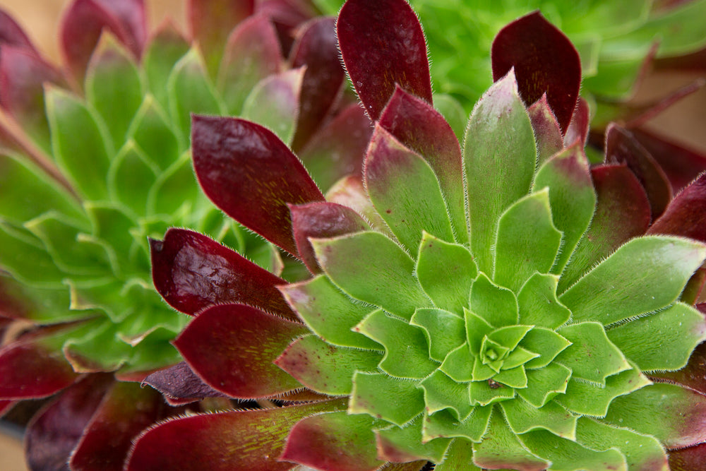 Green and Red Leaves on Aeonium Black Magic Hybrid Succulent