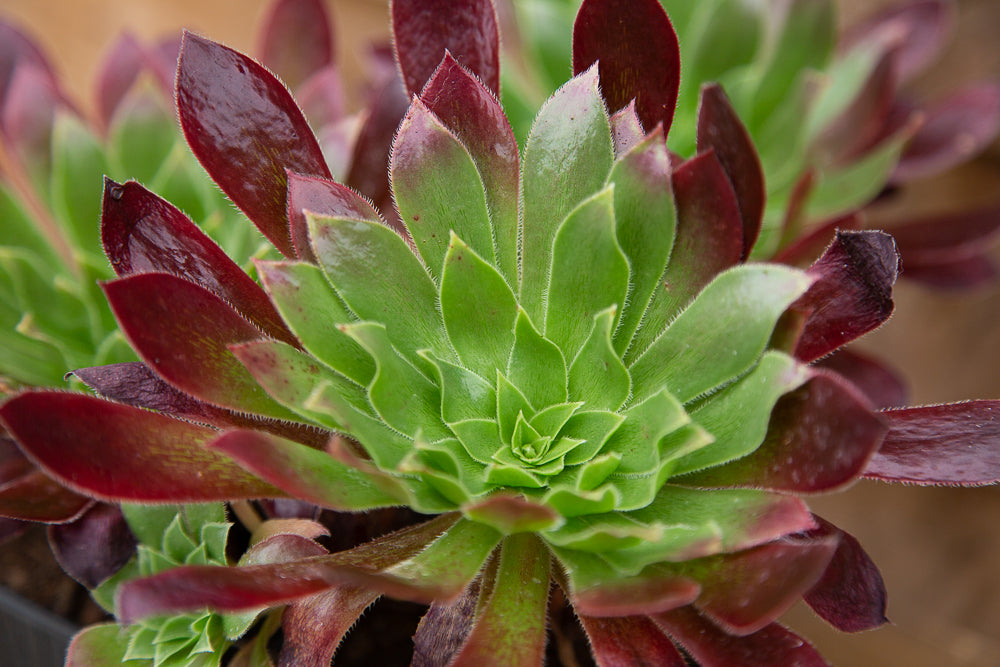 Aeonium Black Magic Succulent