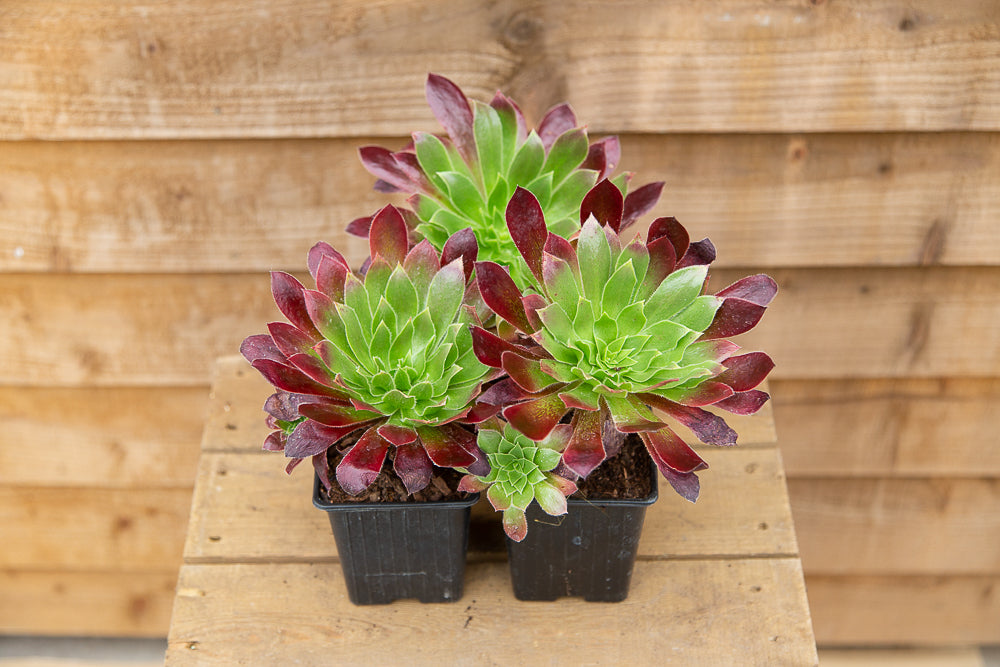 Potted Aeonium Black Magic Hybrid Succulents