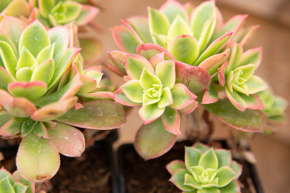 Close Up of Aeonium Kiwi Succulents