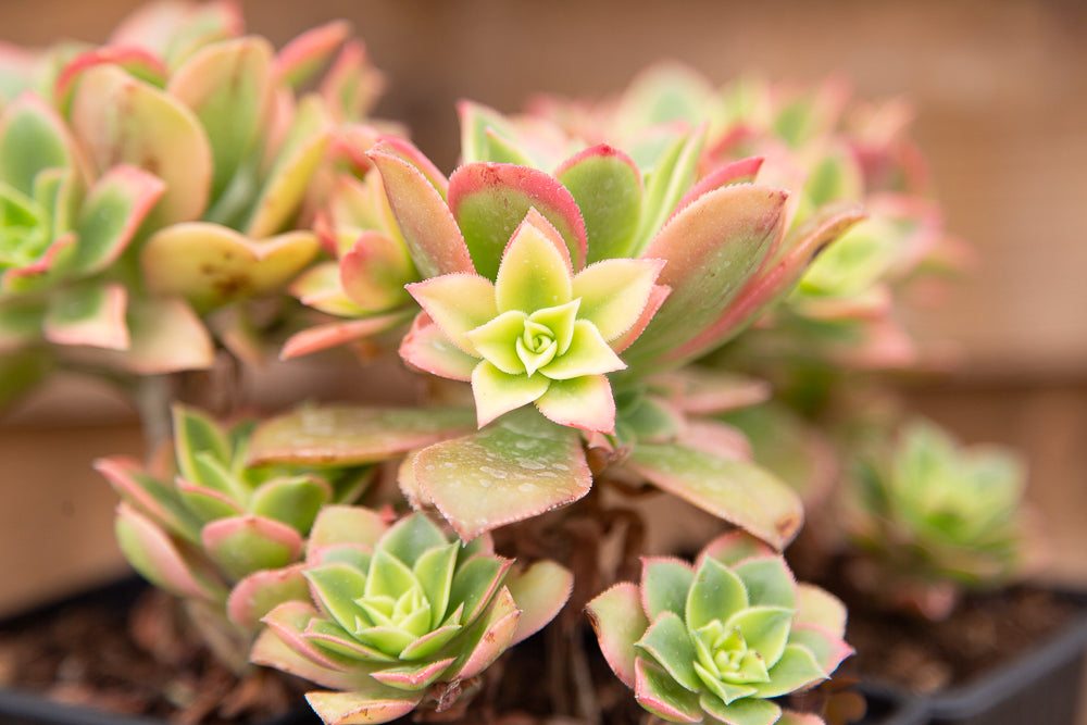 Close Up of Aeonium Kiwi Succulents