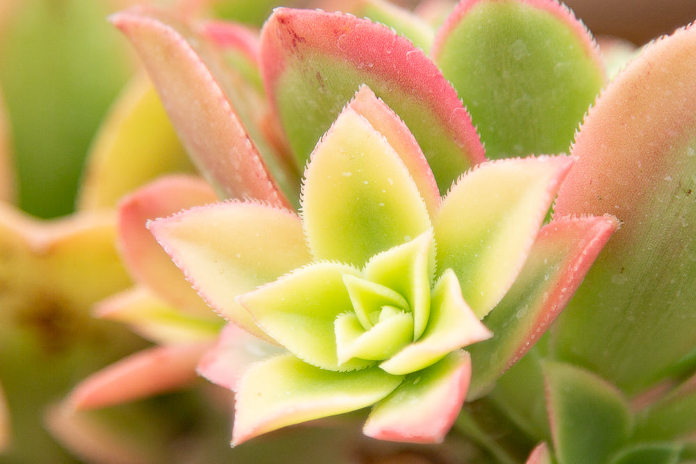 Leaves on Aeonium Kiwi Succulent