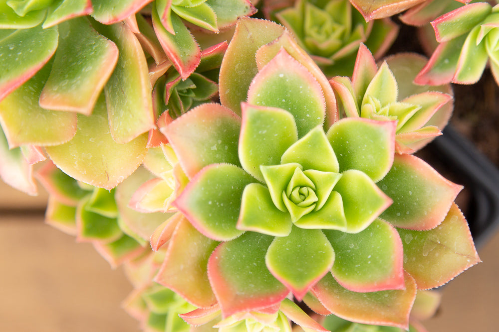 Aeonium Kiwi plants in pots