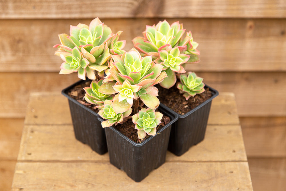 Three Aeonium Kiwi plants in pots