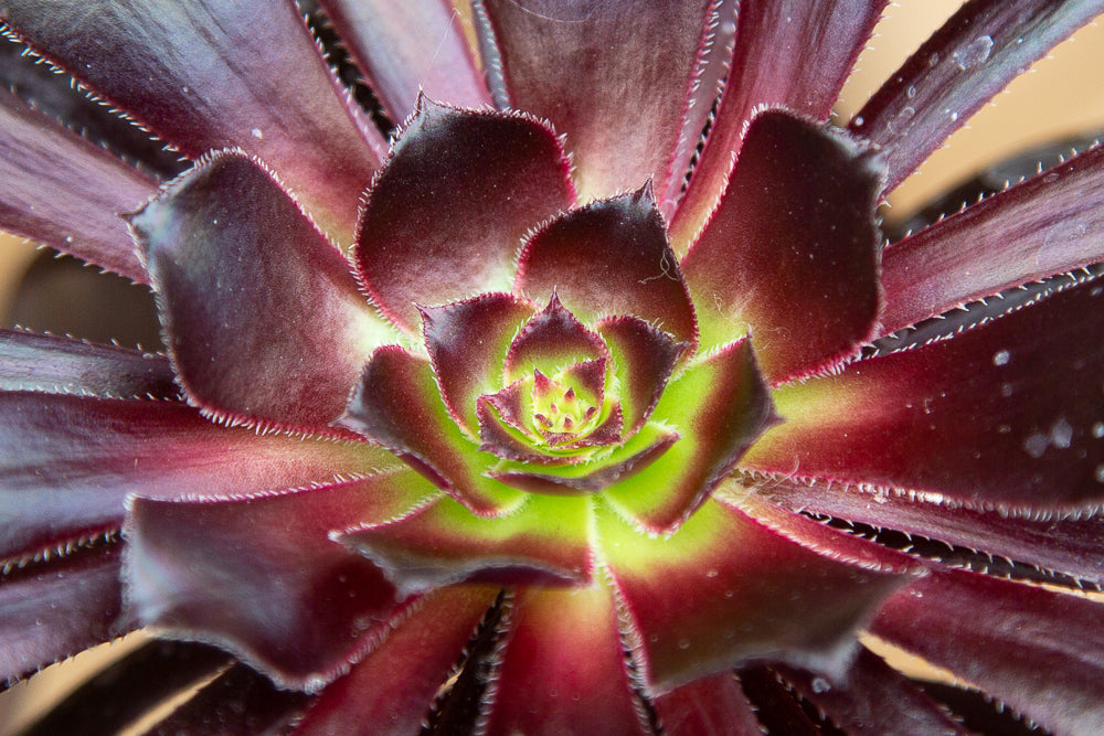 Close up of Aeonium Schwartzkopf plant head