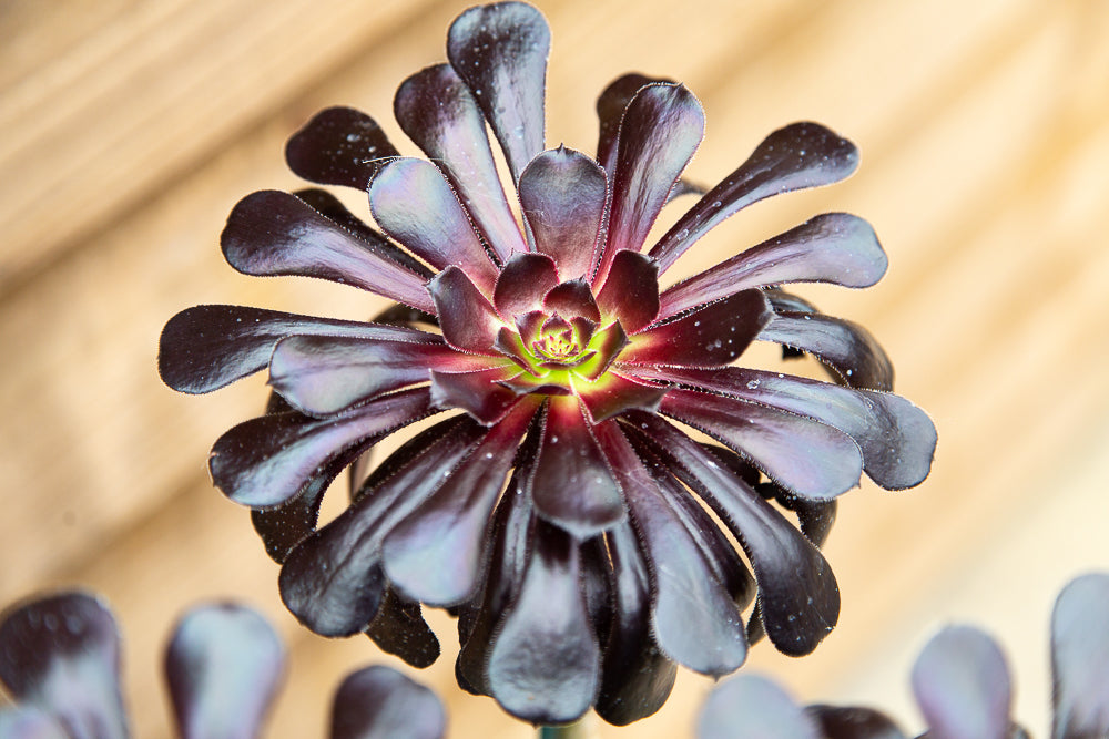 Aeonium Schwartzkopf plant head