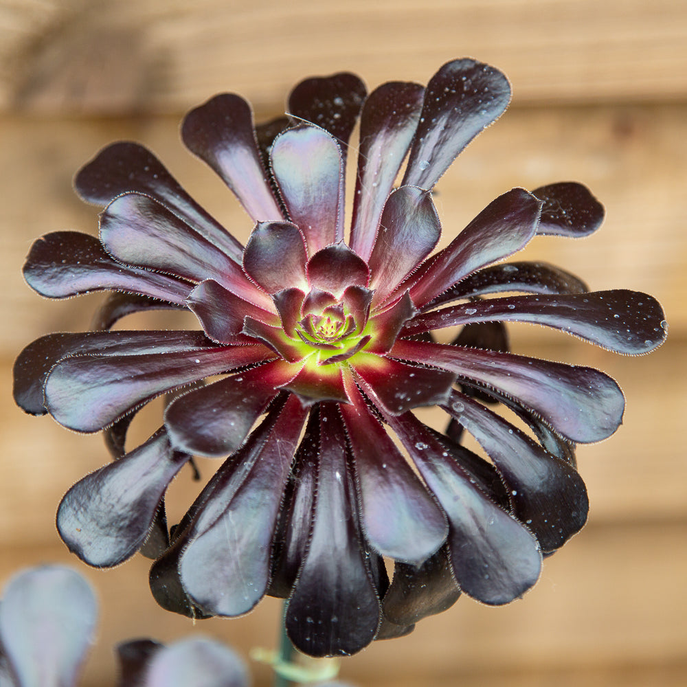Aeonium Schwartzkopf head