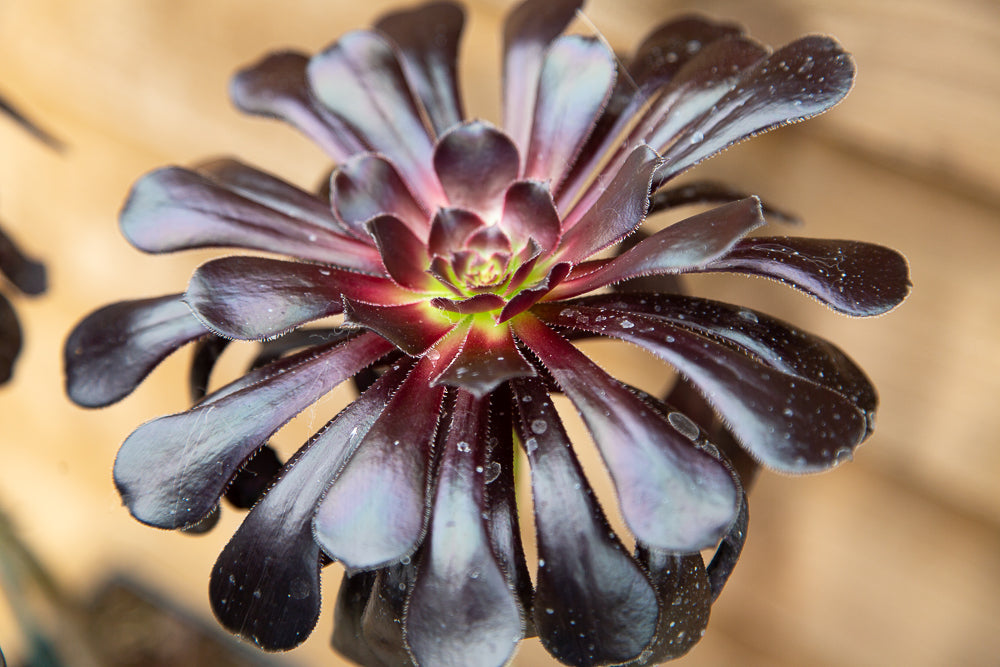 Aeonium Schwartzkopf plant head