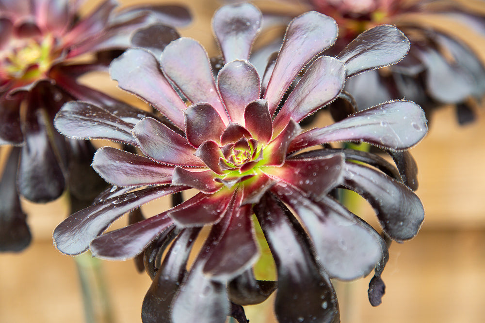 Aeonium arboreum Schwartzkopf head