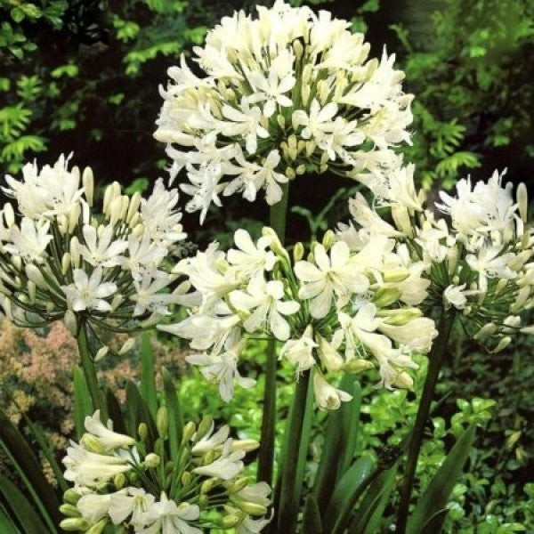 Flowering Agapanthus White Plants